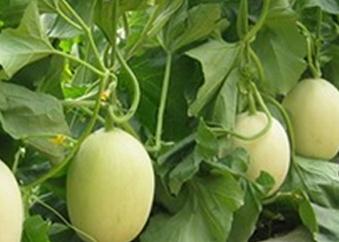 �����ηNֲ?��ϵ����༼�g��