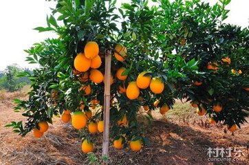 Ě����ô�޼�������Щ�޼�������