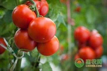 ���t��ʲô�r(sh��)�򲥷N�����t���ƌW(xu��)�Nֲ��������Щ��