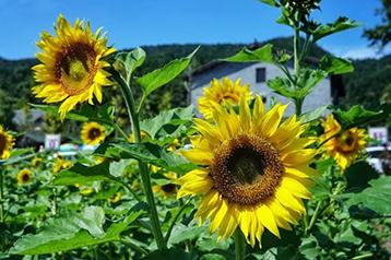 ���տ������ܷN�������տ��ķN�ӷNֲ������ע�����(xi��ng)