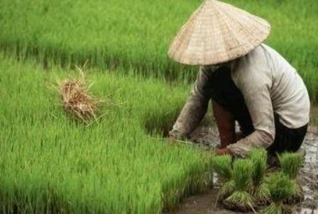 ˮ���Nֲ�r�g��ˮ���Nֲ��ʲôע����헣�