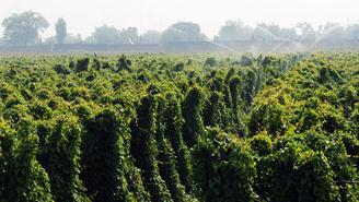 ɽˎҪ��ô�N��ɽˎ�Nֲ���gҪ��ô������