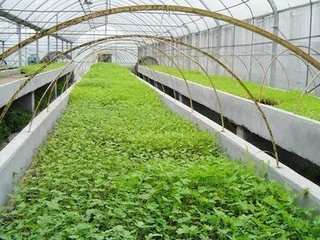 �����������l�l���紺�߲˶�ֲ�ؿ�8Ҫ�c��