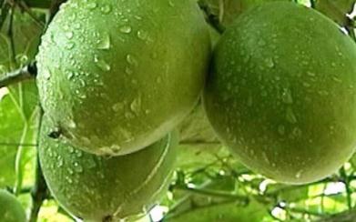 ��ô�Nֲ�_�h�����_�h���ķNֲ������B