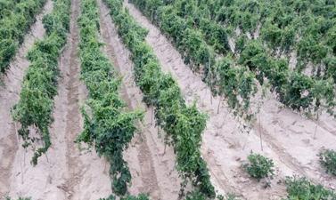 ɽˎ��ô�Nֲ��ɽˎ�ķNֲ���g�����ӵģ�