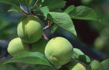 ��÷Ҫ��ô�N����÷�ķNֲ���g(sh��)