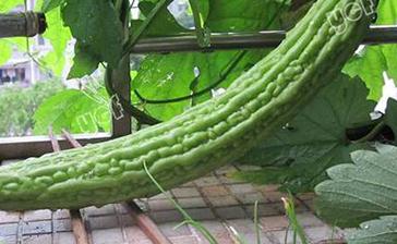 �����ʲô�r(sh��)��Nֲ���Nֲ��ϵĕr(sh��)�g���l����ʲô