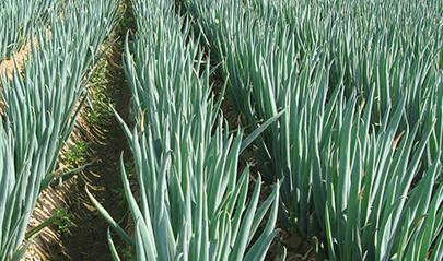 �����[�Nֲ��ô�����������[�ĿƌW������