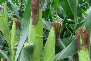 ������ô�Nֲ�a���ߣ��Nֲ���׵ļ��g��ʩ