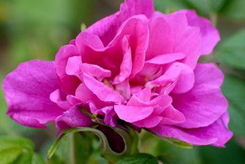 ĵ����ʲô�r���_��ĵ��������4-5�·�