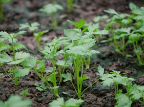 �߲���ô������ϵ�l�_���߲˰l�_��ϵ������