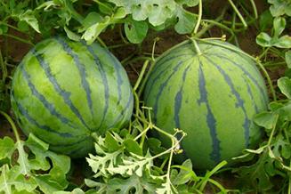 �����紺�������������磿�紺�������缼�g