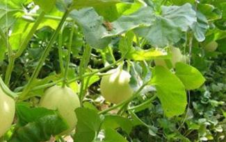 ���ӹ�����ϼ޽��磿��ϼ޽����������