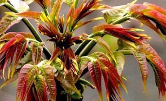 �㴻�Nֲ���g(sh��)��ʲôҪ�c���c����֮�g��ʲô�^(q��)�e��