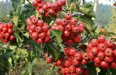 ɽ高����Y����ɽ高�Εr�޽ӣ�