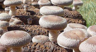 �㹽���z���L(zh��ng)����ô�������㹽���z���L(zh��ng)�ڵĹ�������