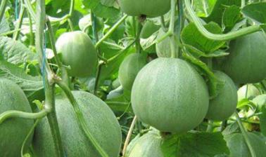 �����ô�Nֲ�L�úã���ϷNֲ�ķ����ͼ��g��