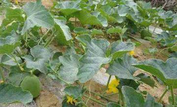 �����֦ժ�đ�ԓ���������ʲô���w�ķ�����