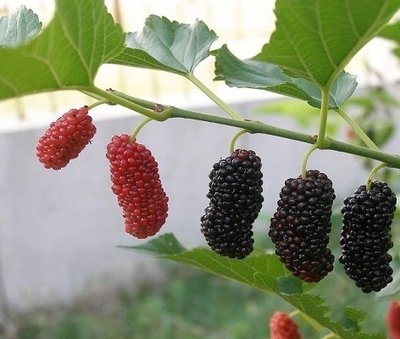 ɣ������ЩƷ�N��ɣ�طNֲҪע��ʲô��