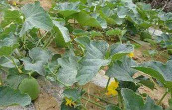 �����֦ժ�đ�(y��ng)ԓ���������ʲô���w�ķ�����