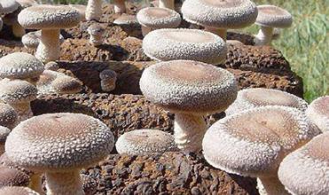 ���ӽo�㹽�����Dɫ���㹽�����Dɫ����