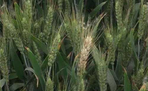 С����ù����m���M��l��ʢ�����r�������ǰ�A����