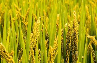 ˮ���Nֲ���Ҫ���ˮ���Nֲ����ĕr�g��