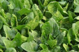 ������ô�Nֲ�a���ߣ��Nֲ���󲤲˵ķ���Ҫ�c