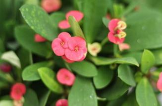 ���»����辰�������ɣ������辰����Ҫע��