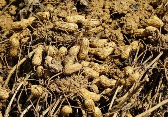 2019�괺���������a���gָ����Ҋ