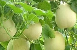 ���������ʲô�����������Ч��������