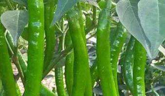 �����Nֲ����������������þ������g��헹�