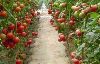 ����ֲ��ή����ô�k������ֲ��ή����δ�ʩ