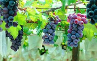 ���Ӳ������N���|���ߵ������磿���|�����ѷNֲ����