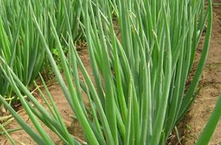 ���[�����ķ�������ηNֲ���[�ܸ߮a��ïʢ��