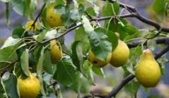 �＾�����ô�������＾���������g