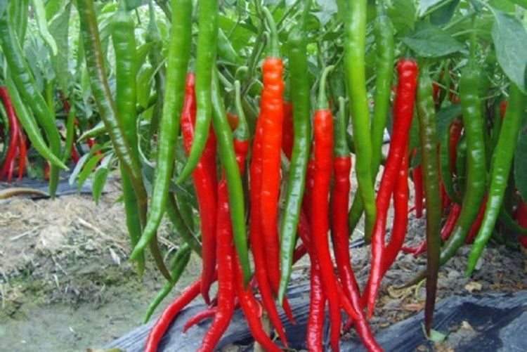 ���콷�ķNֲ������