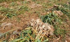 ����ͷN����Ҫע����Щ���}������ͷN����ע�����