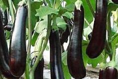 ���Ӟ�ʲôҪ��ѿ�����õĴ�ѿ��������Щ��