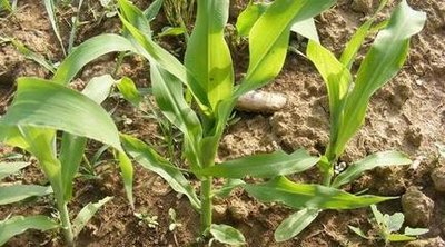 �����ײ��N�r(sh��)�g�������ײ����N��Ҫע��ʲô