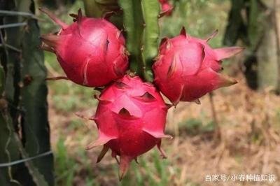 ���ӷNֲ���������������߮a�Nֲ����