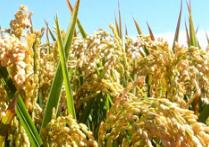 �ļ���ô�Nˮ����ˮ���Nֲ���g(sh��)��ע�����(xi��ng)Ԕ