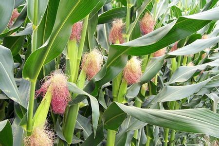 ���׸�������Щ�a�ȴ�ʩ�����׸�������a�ȴ�ʩ