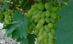 ������������Щ�o�����Nֲ���g���������ѷNֲ���g