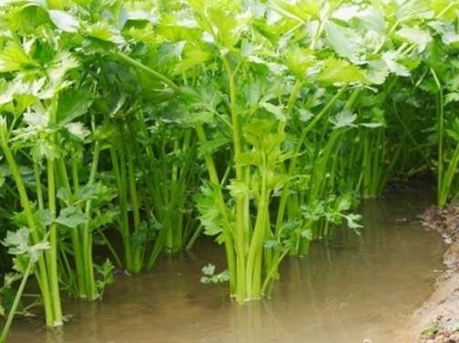 ˮ����ô����a���ߣ��ļ�����ˮ�����༼�g