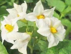 �R�����ô�߮a�Nֲ���R������N����