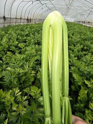 ����������ô���ࣿ�������ۿƌW���༼��