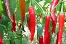 С������ô������С�������Լ����g�������g