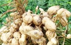 �������·ݷNֲ�������������_��������������Y(ji��)����