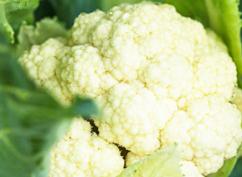 ��Ҭ�˵ļ����Nֲ����Ҭ�˵ķNֲ������